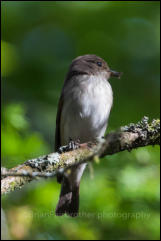 Spotted Flycatcher (Muscicapa striata)