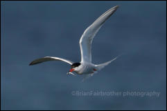 Common Tern (Sterna hirundo)