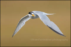 Little Tern (Sternula albifrons)