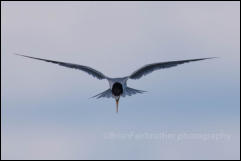 Little Tern (Sternula albifrons)