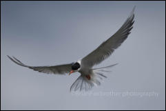 Common Tern (Sterna hirundo)