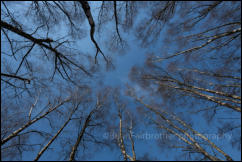 A stand of Silver Birch trees at Rowbarrow in the New Forest, Hampshire, UK 