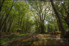 Beech Trees in their Spring foliage, Churchplace Inclosure, New Forest, Hampshire, UK. 