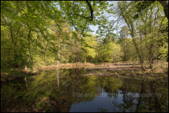 A secluded pond surrounded by trees in Spring foliage, Churchplace Inclosure, New Forest, Hampshire, UK. 