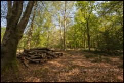 Beech Trees in their Spring foliage, Churchplace Inclosure, New Forest, Hampshire, UK. 