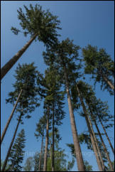 A stand of pine trees in Churchplace Inclosure, New Forest, Hampshire, UK. 