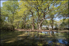 A secluded forest pool at Rowbarrow in the New Forest, Hampshire, UK