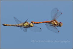 A mating pair of Common Darter Dragonflies (Sympetrum striolatum), Rushbush Pond, New Forest, Hampshire, UK. 