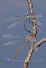 A mating pair of Emerald Damselflies (Lestes sponsa), Rushbush Pond, New Forest, Hampshire, UK.