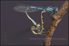 A mating pair of Common Blue Damselflies (Enallagma cyathigerum), Rushbush Pond, New Forest, Hampshire, UK.