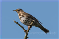 Mistle Thrush (Turdus viscivorus)