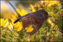 Dartford Warbler (Sylvia undata)