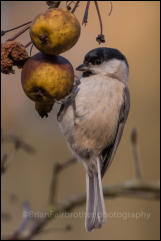 Marsh Tit (Poecile palustris)