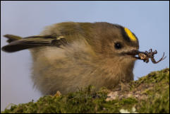 Goldcrest (Regulus regulus)