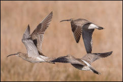 Whimbrel (Numenius phaeopus)