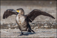 Cormorant (Phalacrocorax carbo)