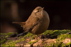 Wren (Troglodytes troglodytes)