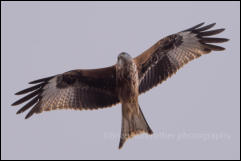 Red Kite (Milvus milvus)