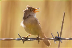 Reed Warbler (Acrocephalus scirpaceus)