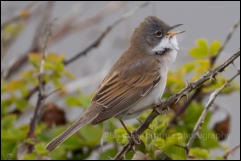 Whitethroat (Sylvia communis)