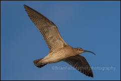 Whimbrel (Numenius phaeopus)