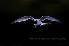 Little Tern (Sternula albifrons)