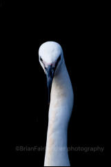 Little Egret (Egretta garzetta)