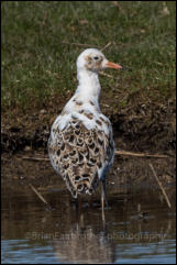 Ruff (Philomachus pugnax)