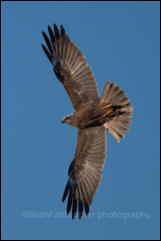 Marsh Harrier (Circus aeruginosus)