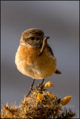 Stonechat (Saxicola torquata)