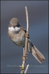 Whitethroat (Sylvia communis)