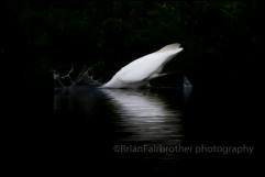 Great White Egret (Egretta alba)