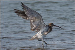 Curlew (Numenius arquata)