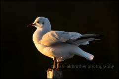 Black-headed Gull (Chroicocephalus ridibundus)