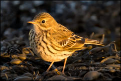 Meadow Pipit (Anthus pratensis)