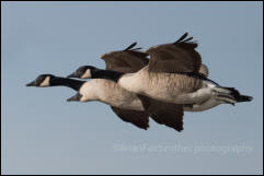 Canada Geese (Branta canadensis)