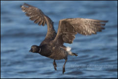 Brent Goose (Branta bernicla)