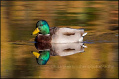 Mallard (Anas platyrhynchos)