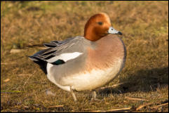 Wigeon (Anas penelope)