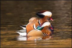 Mandarin (Aix galericulata)