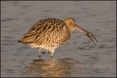 Curlew (Numenius arquata)