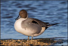 Pintail (Anas acuta)