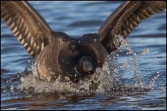 Brent Goose (Branta bernicla)