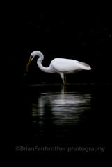 Great White Egret (Egretta alba)