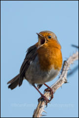 Robin (Erithacus rubecula)