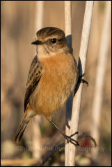 Stonechat (Saxicola torquata)