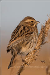 Reed Bunting (Emberiza schoeniclus)