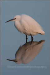 Little Egret (Egretta garzetta)