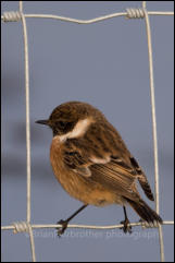 Stonechat (Saxicola torquata)